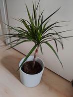 Dracaena Marginata, Ophalen, Halfschaduw, Minder dan 100 cm