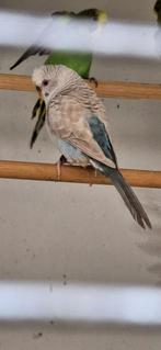 Te koop bw duitsfallow split bf, Vrouwelijk, Parkiet