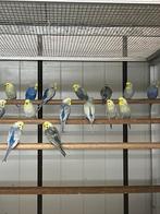 Te koop regenboog grasparkieten, Meerdere dieren, Parkiet, Geringd