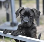 Cane corso pups teefjes te koop, Dieren en Toebehoren, Honden | Bulldogs, Pinschers en Molossers, CDV (hondenziekte), Meerdere
