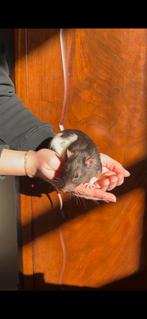 Ratjes te koop, mannelijk, Dieren en Toebehoren, Rat, Mannelijk, Juli, Tam