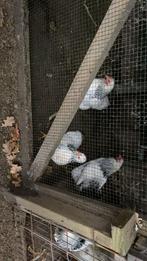 Colombiase kriel, Dieren en Toebehoren, Pluimvee, Mannelijk, Kip