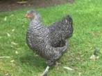 Mechelse Koekoek kippen., Dieren en Toebehoren, Pluimvee, Vrouwelijk, Kip