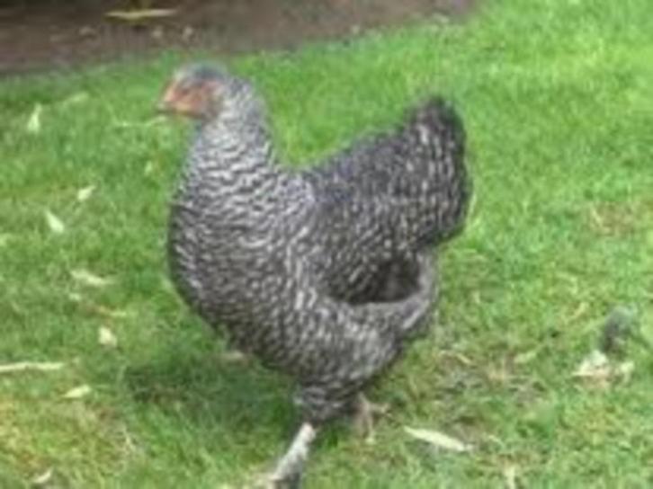 Mechelse Koekoek kippen., Dieren en Toebehoren, Pluimvee, Kip, Vrouwelijk