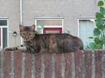 Lieve poes ter adoptie, Dieren en Toebehoren, Katten en Kittens | Overige Katten, Poes, Kortharig, 3 tot 5 jaar