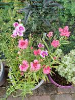 Anjer mix hoog, Ophalen of Verzenden, Voorjaar, Volle zon, Zaad