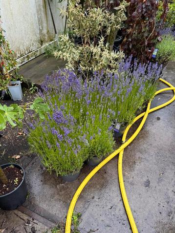   Lavendel grote plant 5ltr pot munstead 80st + 100 st  beschikbaar voor biedingen