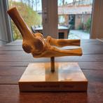 Model van botten van de rechter elleboog #240, Diversen, Ophalen of Verzenden, Gebruikt