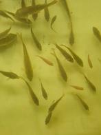 Koi, baby koi, Dieren en Toebehoren, Vissen | Vijvervissen, Karper of Koi