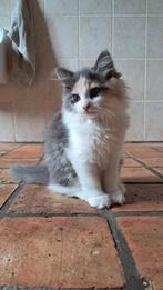 Prachtig poesje siberische boskat kruising, Poes