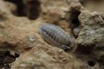 Porcellio Spatulatus "coros", Dieren en Toebehoren, Insecten en Spinnen, Overige soorten