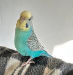 Grasparkiet half tam, Dieren en Toebehoren, Vogels | Parkieten en Papegaaien, Vrouwelijk, Parkiet, Tam