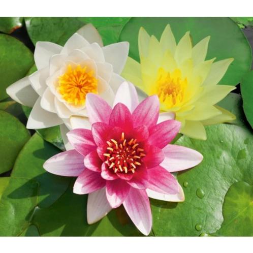 waterplanten, waterlelie, vijveraarde, vijversubstraat, Tuin en Terras, Vijver-toebehoren, Nieuw, Overige typen, Ophalen of Verzenden