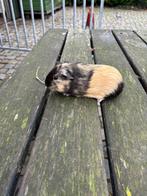 Mooie cavia’s, 4 mannetjes, Dieren en Toebehoren, Knaagdieren, Oktober, Mannelijk, Cavia