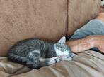Poesje en katje, Dieren en Toebehoren, Katten en Kittens | Overige Katten