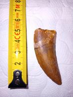 Carcharodontosaurus tand, Ophalen of Verzenden, Fossiel