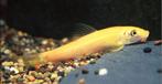 Siamese algeneters, Vis
