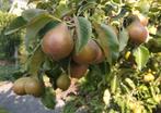 Gieser Wildeman stoofperen uit de betuwe onbespoten, Ophalen, Minder dan 100 cm, Overige soorten, Zomer