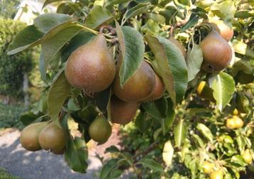 Gieser Wildeman stoofperen uit de betuwe onbespoten  beschikbaar voor biedingen