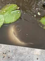 Karper  ongeveer 35 cm lang schat ik, Dieren en Toebehoren, Vissen | Vijvervissen, Karper of Koi