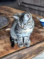 Lief poesje met hondjes opgegroeid in druk gezin., Dieren en Toebehoren, Poes, Kortharig, 0 tot 2 jaar