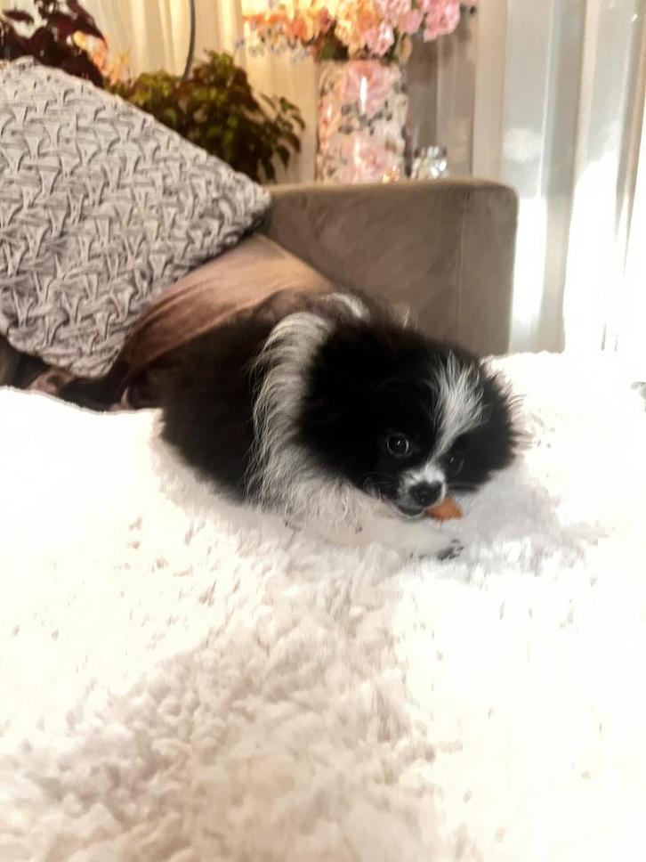 Pomeriaan pup, Dieren en Toebehoren, Honden | Poolhonden, Keeshonden en Oertypen, Meerdere dieren, Keeshond, Particulier, Eén hond