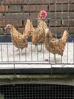 Sebricht kippen trio, Dieren en Toebehoren, Pluimvee, Meerdere dieren, Kip