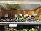 Kamerplanten en tuinplanten, aan de weg te koop!, Tuin en Terras, Planten | Tuinplanten, Ophalen, Zomer, Overige soorten, Volle zon