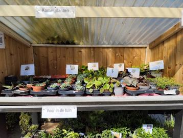 Kamerplanten en tuinplanten, aan de weg te koop! beschikbaar voor biedingen