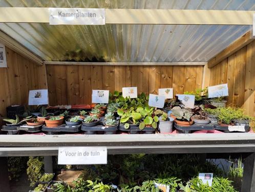 Kamerplanten en tuinplanten, aan de weg te koop!, Tuin en Terras, Planten | Tuinplanten, Overige soorten, Volle zon, Zomer, Ophalen