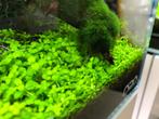 Aquariumplanten - Micranthemum Monte Carlo, Ophalen of Verzenden, Zo goed als nieuw, Plant(en), Steen of Hout