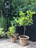 Terracotta Bloempotten + vijgenboompje terra cotta potten, Tuin en Terras, Bloempotten, Ophalen, Gebruikt, 40 cm of meer, Tuin