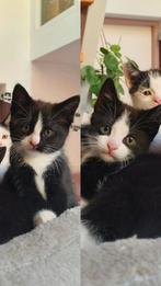 Twee schattige poesjes te koop! 9 weken oud, Dieren en Toebehoren, Katten en Kittens | Overige Katten, Poes, Kortharig, 0 tot 2 jaar