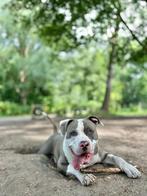 American Bully XL – 9 maanden – Reu, Rabiës (hondsdolheid), 15 weken tot 1 jaar, Eén hond, Nederland