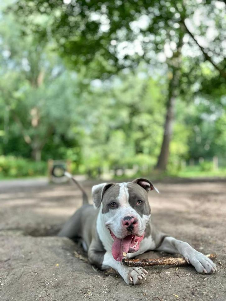 American Bully XL – 9 maanden – Reu, Dieren en Toebehoren, Honden | Bulldogs, Pinschers en Molossers, Reu, Overige rassen, Particulier