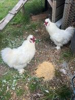 Stoere hanen af te halen, Dieren en Toebehoren, Pluimvee, Mannelijk, Kip