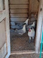 Zilverpel kippen, Dieren en Toebehoren, Meerdere dieren, Kip