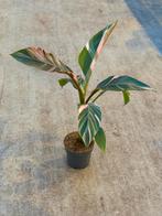 Misa NoNo pink variegata, Ophalen of Verzenden, Halfschaduw, Minder dan 100 cm