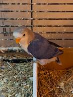 Agapornis, Dieren en Toebehoren, Vogels | Parkieten en Papegaaien, Vrouwelijk, Dwergpapegaai of Agapornis