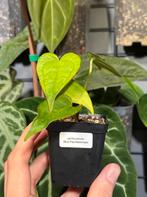 Anthurium Blue Papillilaminum, Huis en Inrichting, Kamerplanten, Ophalen of Verzenden, Volle zon, Minder dan 100 cm