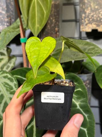Anthurium Blue Papillilaminum beschikbaar voor biedingen