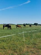 Rusthuis heeft stal vrij voor een ruin!!, Dieren en Toebehoren, Stalling en Weidegang, Weidegang, 1 paard of pony