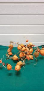 gedroogde tak, Ophalen of Verzenden, 'T Olde Gre-j, Info@toldegrej.nl, Endepoelstraat 20f Didam