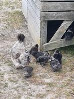 Mooie kuikentjes, Dieren en Toebehoren, Pluimvee, Geslacht onbekend, Kip