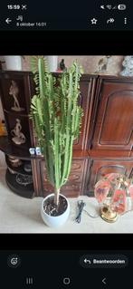 Mooie grote plant (zonder pot), Ophalen