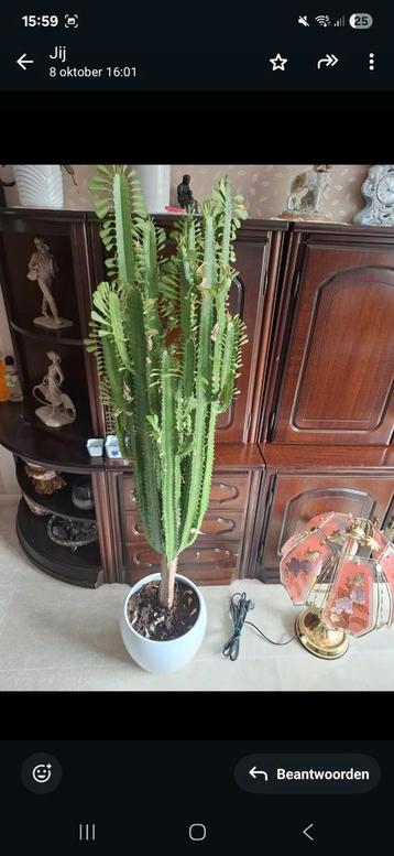 Mooie grote plant (zonder pot) beschikbaar voor biedingen