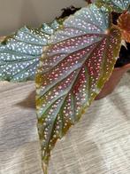 Begonia Corallina (Angel Wing), Ophalen of Verzenden, Overige soorten, Minder dan 100 cm