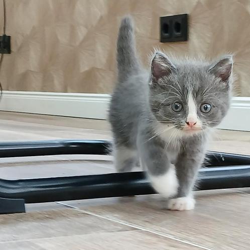 5 blauwe Noorse boskat kittens, kruising, Dieren en Toebehoren, Katten en Kittens | Overige Katten