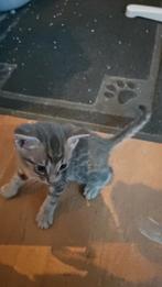 Te koop prachtige Bengaalse kitten, Kater, Ontwormd