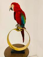 Opgezette Ara Papegaai op Ornament - Taxidermie, Antiek en Kunst, Kunst | Beelden en Houtsnijwerken, Ophalen of Verzenden